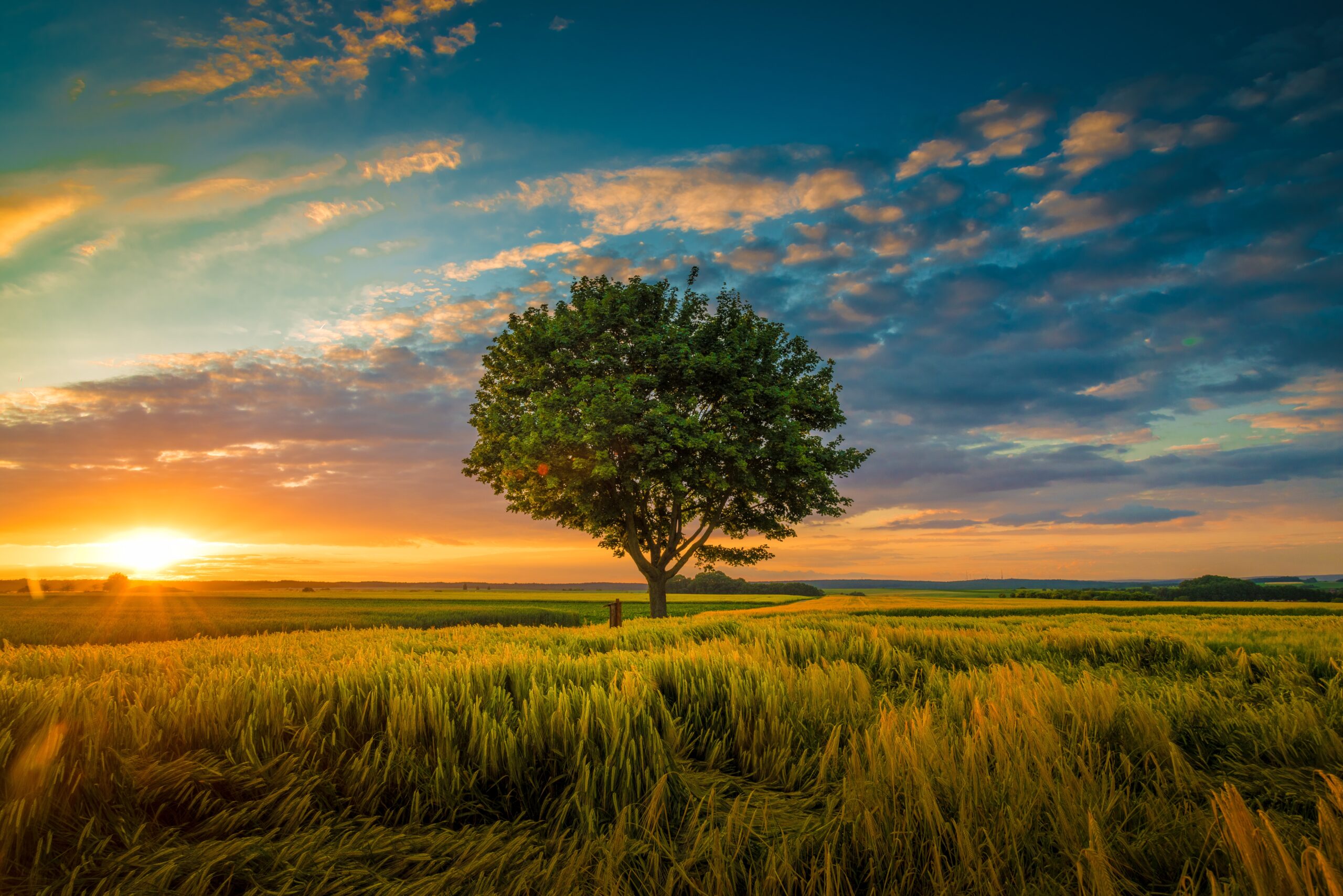 Wide angle shot single tree with clouded sky during sunset surrounded by grass